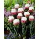 Tulipan Ice Cream - GIGA paczka! - 250 szt.