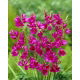 Ixia - Iksja Mabel - GIGA paczka! - 1250 szt.