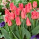 Tulipan niski różowy - Greigii pink - GIGA paczka! - 250 szt.