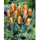 Tulipan niski czerwono-żółty - Greigii red-yellow - GIGA paczka! - 250 szt.