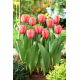 Tulipan Apricot Impression - GIGA paczka! - 250 szt.
