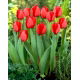 Tulipan Red Impression - GIGA paczka! - 250 szt.