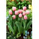 Tulipan Salmon Impression - GIGA paczka! - 250 szt.