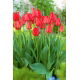 Tulipan Parade - GIGA paczka! - 250 szt.