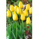 Tulipan Golden Parade - GIGA paczka! - 250 szt.