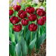 Tulipan Antraciet - GIGA paczka! - 250 szt.