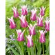 Tulipan Ballade - GIGA paczka! - 250 szt.