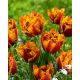 Tulipan Bastia - GIGA paczka! - 250 szt.