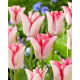 Tulipan Beauty Trend - GIGA paczka! - 250 szt.