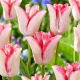 Tulipan Beauty Trend - GIGA paczka! - 250 szt.