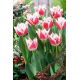 Tulipan Bell Song - GIGA paczka! - 250 szt.