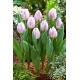 Tulipan Candy Prince - GIGA paczka! - 250 szt.