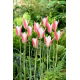 Tulipan Clusiana Lady Jane - GIGA paczka! - 250 szt.