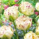 Tulipan Danceline - GIGA paczka! - 250 szt.