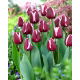 Tulipan Fontainebleau - GIGA paczka! - 250 szt.