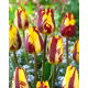 Tulipan Helmar - GIGA paczka! - 250 szt.