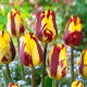 Tulipan Helmar - GIGA paczka! - 250 szt.