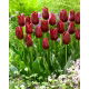 Tulipan National Velvet - GIGA paczka! - 250 szt.