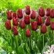 Tulipan National Velvet - GIGA paczka! - 250 szt.