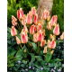 Tulipan Quebec - GIGA paczka! - 250 szt.