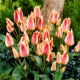 Tulipan Quebec - GIGA paczka! - 250 szt.