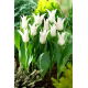 Tulipan Tres Chic - GIGA paczka! - 250 szt.