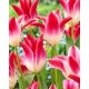 Tulipan Whispering Dream - GIGA paczka! - 250 szt.