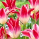 Tulipan Whispering Dream - GIGA paczka! - 250 szt.