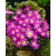 Zawilec grecki - Violet Star - GIGA paczka! - 400 szt.