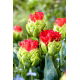 Tulipan Bull's Eye - GIGA paczka! - 250 szt.