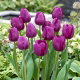 Tulipan fioletowy - Violet - GIGA paczka! - 250 szt.
