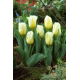 Tulipan Calgary Flames - GIGA paczka! - 250 szt.