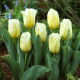 Tulipan Calgary Flames - GIGA paczka! - 250 szt.