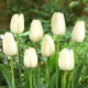 Tulipan Maureen - GIGA paczka! - 250 szt.