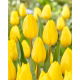 Tulipan Strong Gold - GIGA paczka! - 250 szt.