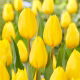 Tulipan Strong Gold - GIGA paczka! - 250 szt.