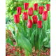 Tulipan Strong Love - GIGA paczka! - 250 szt.