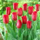 Tulipan Strong Love - GIGA paczka! - 250 szt.