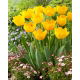 Tulipan Crystal Star - GIGA paczka! - 250 szt.
