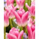 Tulipan Royal Ten - GIGA paczka! - 250 szt.