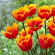 Tulipan Tiano - GIGA paczka! - 250 szt.