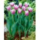 Tulipan Cummins - GIGA paczka! - 250 szt.