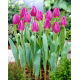 Tulipan Purple Flag - GIGA paczka! - 250 szt.