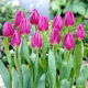 Tulipan Purple Flag - GIGA paczka! - 250 szt.
