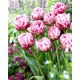 Tulipan Dazzling Desire - GIGA paczka! - 250 szt.