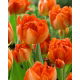 Tulipan Monte Orange - duża paczka! - 50 szt.