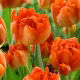 Tulipan Monte Orange - duża paczka! - 50 szt.