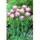 Tulipan Sweet Desire - duża paczka! - 50 szt.