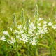 Śniedek Sochi - Ornithogalum ponticum Sochi - GIGA paczka! - 50 szt.
