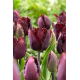 Tulipan Black Jewel - duża paczka! - 50 szt.